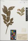 Foto von Salix pentandra L.